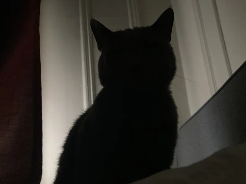 Nine Lives on Screen: The Stray Who Won't Stay Down