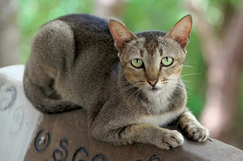 Strays of the Silver Screen: A Watchlist of Cinema's Greatest Street Cats